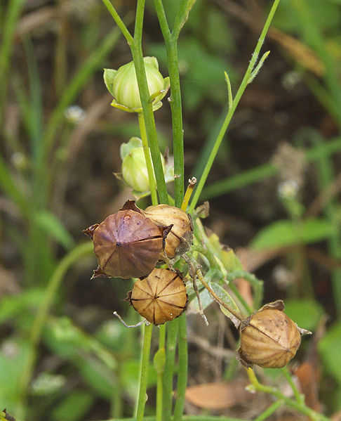 The seed capsules of flax