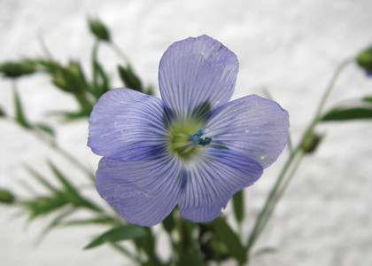 Blå hørplante blomst