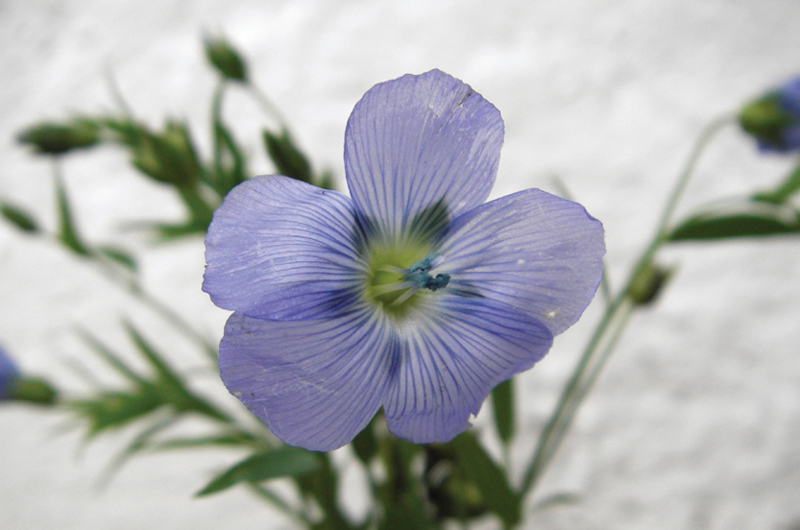Blå hørplante blomst